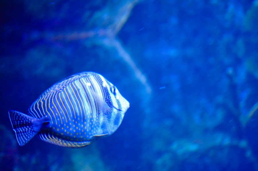 pez, peces, colorido, azul, tornasolado, agua, pecera, acuario, mar argentino,      Peces amazónicos, textura, color vivo, nadando, animales pez silvestre, especies exóticas