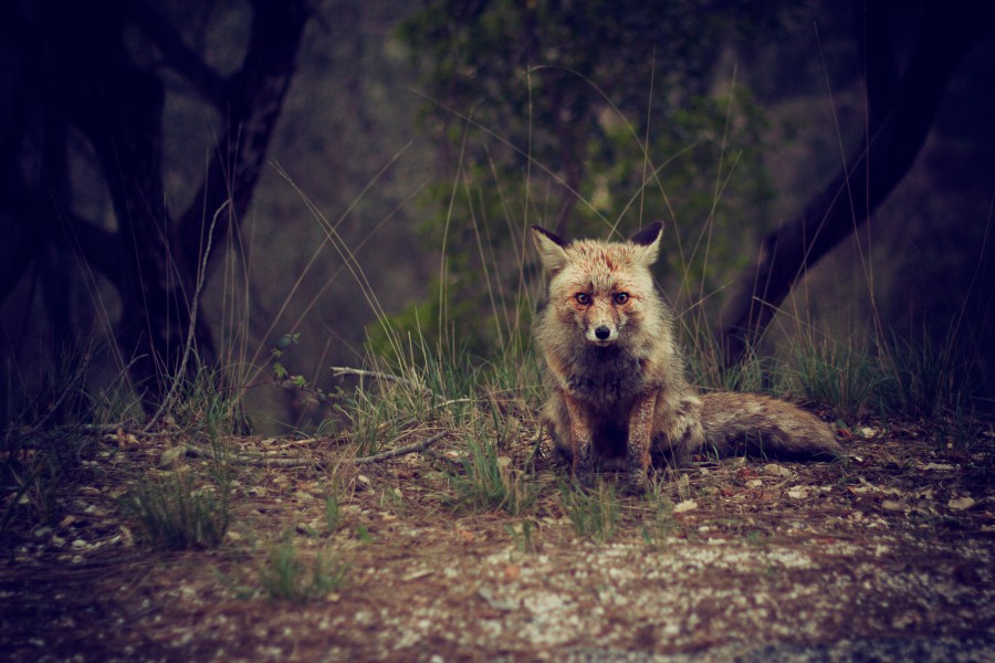 animales zorro, salvaje, exterior, mirada, peligro, amenaza, concepto, naturaleza, bosque, 