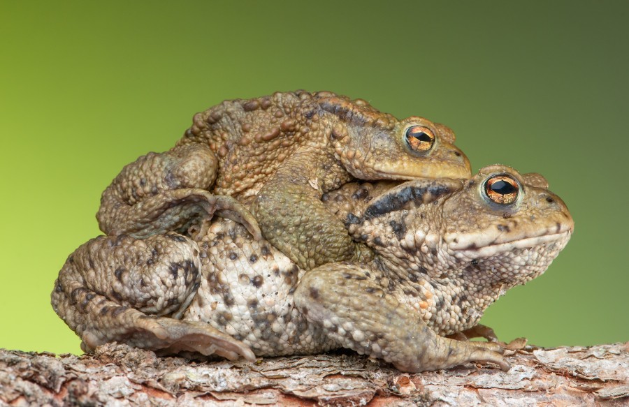 sapo, sapos, sexo, copular, naturaleza, animales animales, 