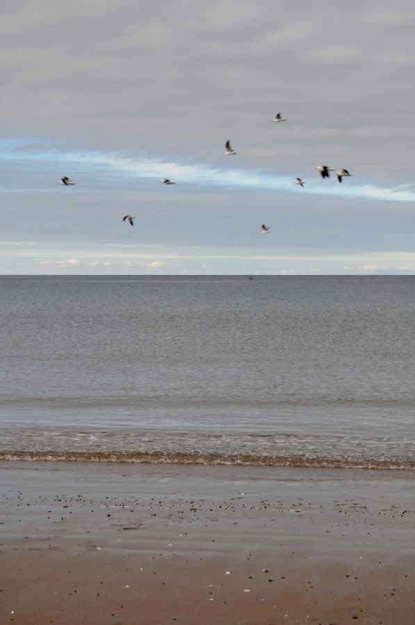 gaviota, gaviotas, puerto madryn, dia, playa, costa, cielo, argentina, chubut, paisaje, 