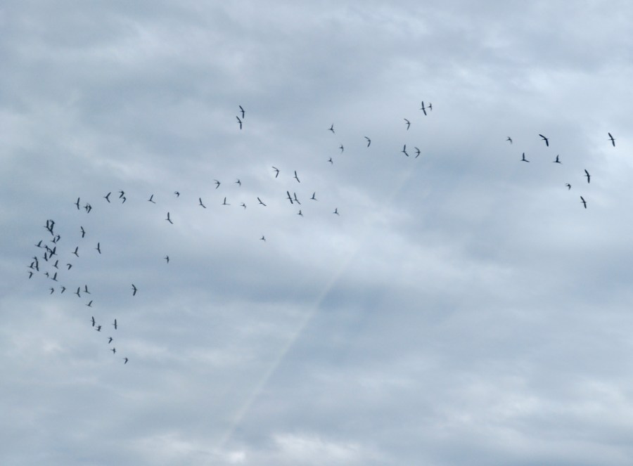 cielo, nublado, dia, bandada de pajaros, pajaros, volando, campo, rural, mucho, muchos, mal tiempo, clima, tormenta, migracion, 