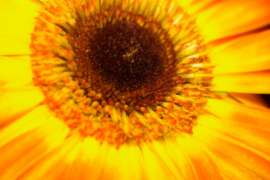 hermosa, flor, flora, flores, fondos de pantalla hd, hojas, naturaleza, belleza, natural, hojas, primavera, pimpollo, pétalos, degradé de color, florecer, yerberas