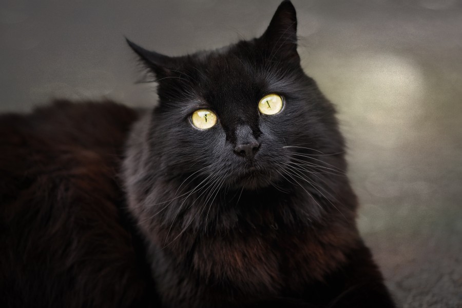gato, negro, mirada, animales brujeria, misterio, supersticion, felino, 
