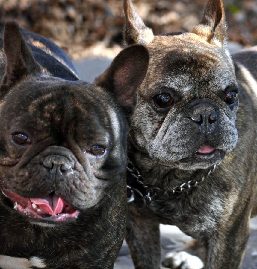 bulldog francez, Perros, Perro, Animales, Animales, Mascota, Mascotas, 