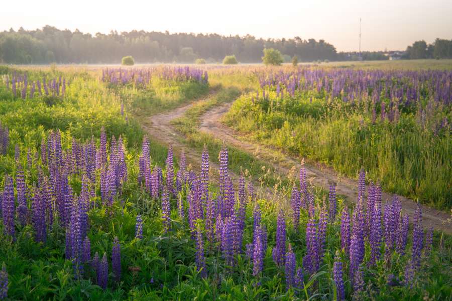 lavanda, púrpura, campo, naturaleza, flor, hermoso, paisaje, verano, violeta, planta, floreciente, aromaterapia, natural, provenza, aroma, francia, color, fondo, belleza, campo, agricultura, flor, florecer, francés, jardín, hierba, fragante, perfume, puesta de sol, vistoso, floral, herbario, perfumado, cielo, líneas, Europa, fragancia, flora, rural, botánico, botánica, escénico, Valensole, relajación, olor, Nubes, al aire libre, vibrante, luz de sol, cosecha