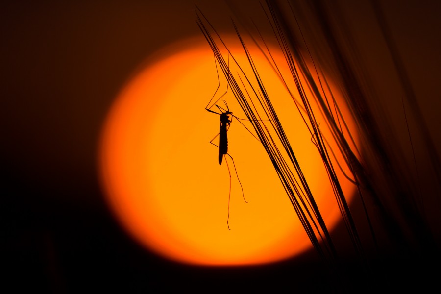 Mosquito, insecto, primer plano, uno, pequeño, 