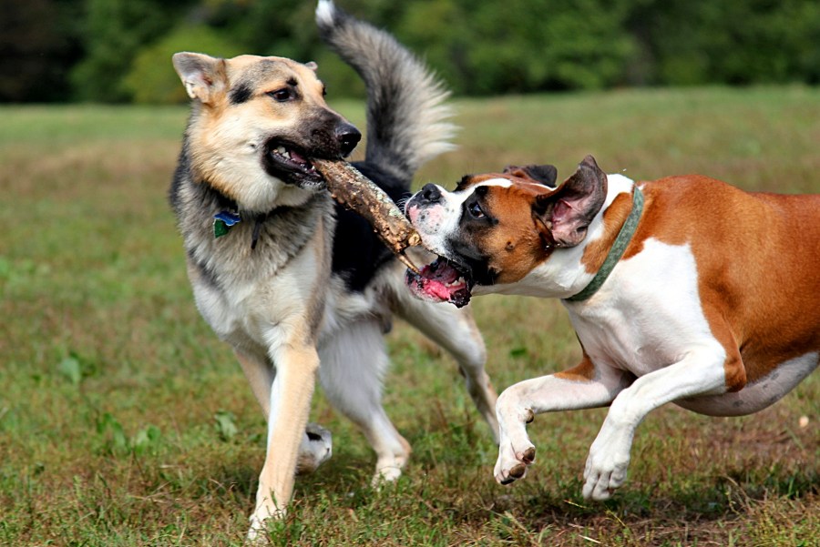 perro,perros,boxer,jugar,jugando,exterior,palo,madera,juguete,juego,diversion,alegria,salud,vitalidad,amistad,amigos,Animales,animales