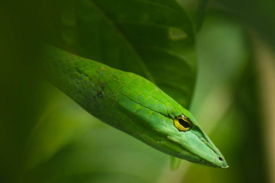serpiente, verde, animales reptil, primer plano, exterior, salvaje, cabeza, naturaleza, 
