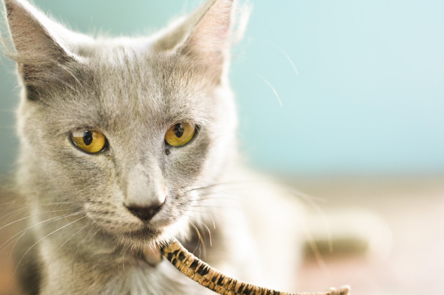 gato, felino, mascota, animal doméstico, gris, mirada, ojos, pelaje, primer plano, ojos amarillos, animal