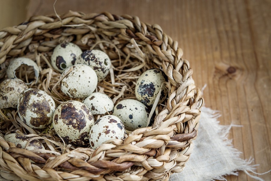 huevo, huevos, codorniz, canasta, cesto, madera, pascuas, 