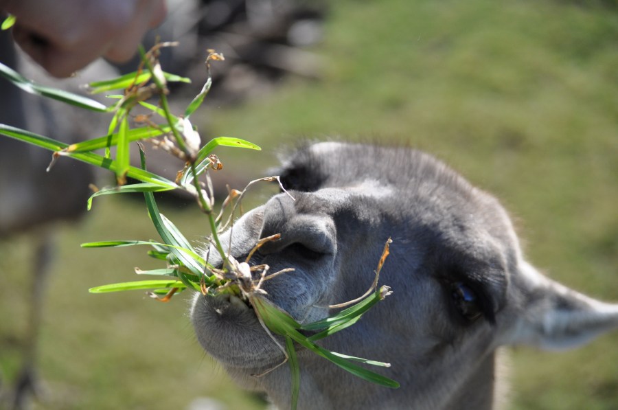 Un Animales,Guanaco,Animal Salvaje,Guanacos,Mamifero,Fauna silvestre,fauna,Zoologia,Zoo,Zoologico,Lama guanicoe