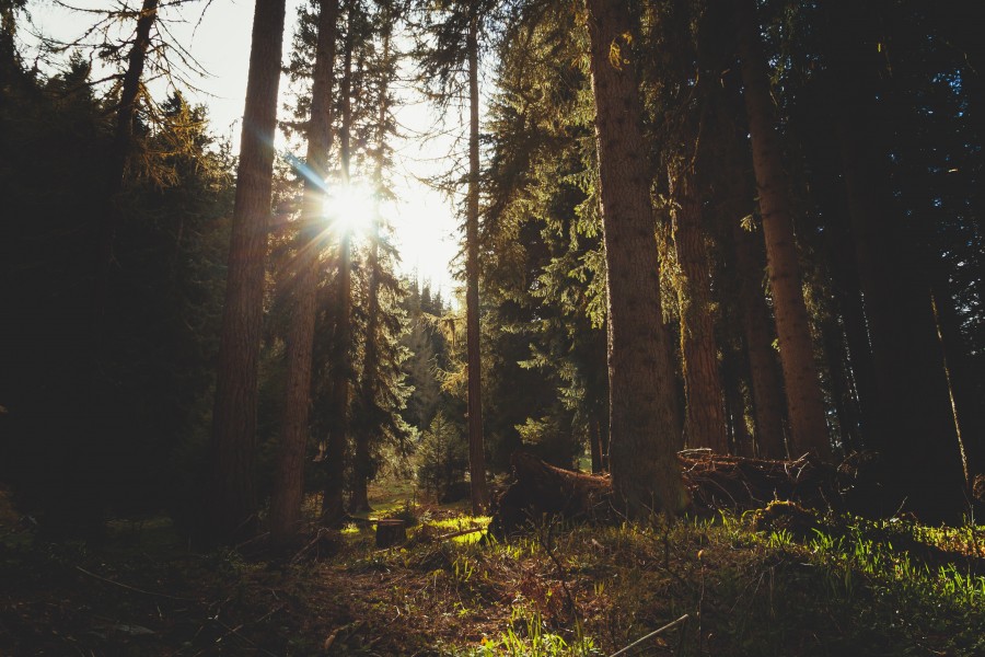 bosque, paisaje, naturaleza, atardecer, 
