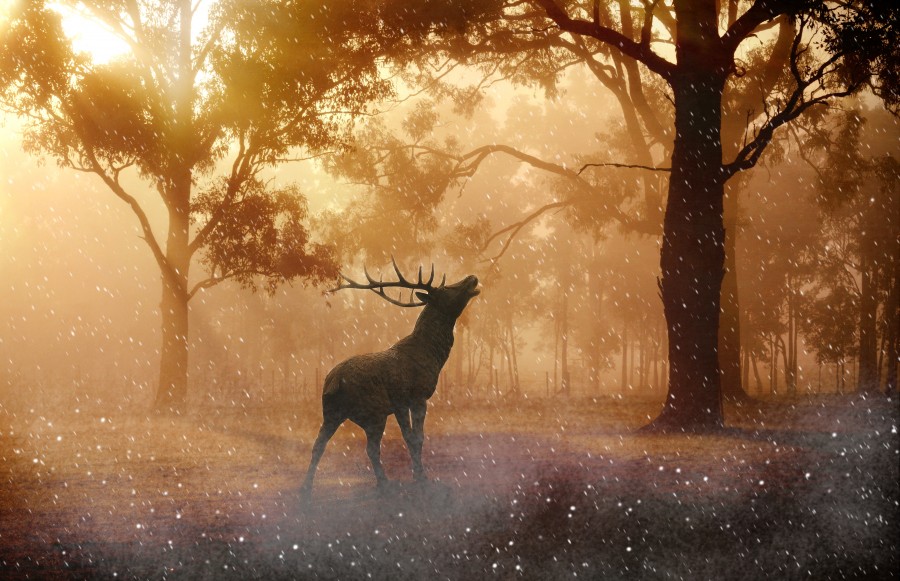 mistico, magico, magia, bosque, encantado, alce, reno, cuernos, animales mitologico, mitologia, soñar, sueño, idilico, 