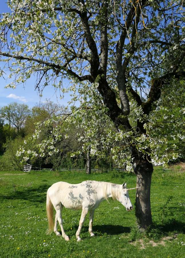 unicornio, hermoso, mitologia, tierno, unicornio para imprimir, fondo de pantalla de unicornio, unicornio animado, animales imagenes de unicornios infantiles, fondo de unicornio, imagenes de unicornios bonitos, dibujo de unicornio, unicornios a color, unicornios para colorear, imagenes de unicornios reales, unicornios kawaii,colorido,fondos de pantalla kawaii