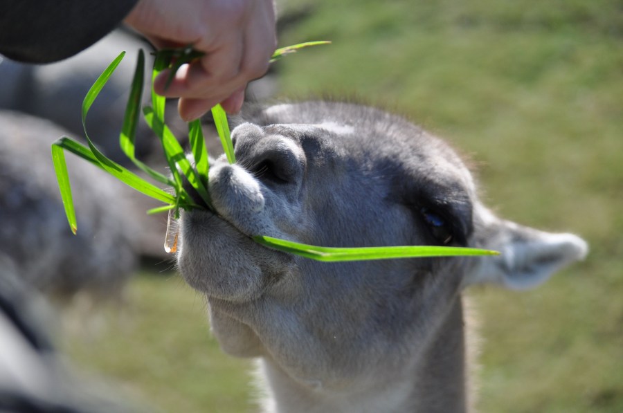 Un Animales,Guanaco,Animal Salvaje,Guanacos,Mamifero,Fauna silvestre,fauna,Zoologia,Zoo,Zoologico,Lama guanicoe