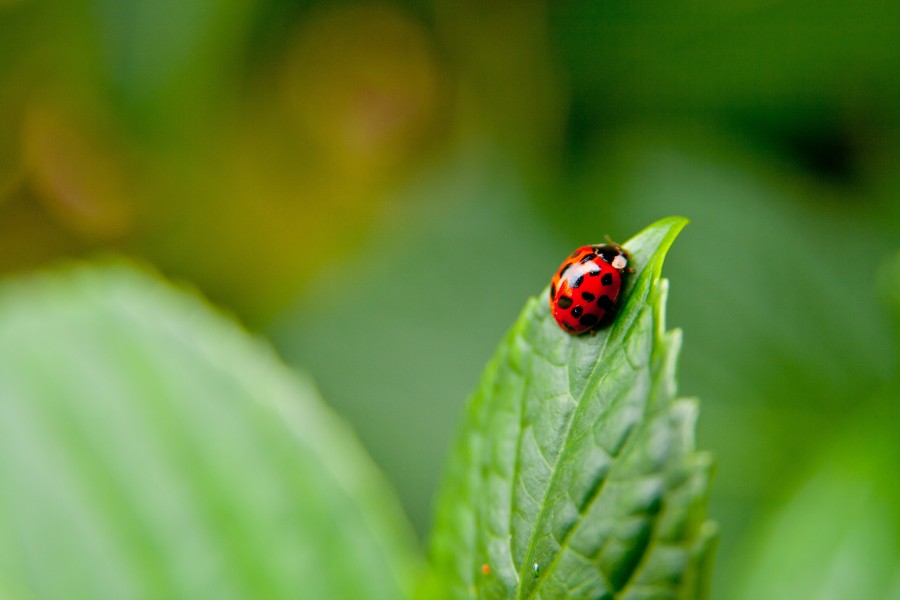 Mariquita, insecto, rojo, naturaleza, primer plano, pequeño, fondos de pantalla hd, fondos de pantalla 4k
