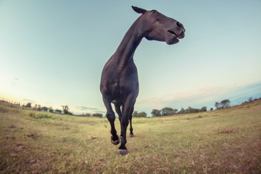 Argentina, Don Pascual, La Pampa, Miguel Cane, animales black, caballo, campo, farm, field, fisheye, granja, horse, negro, ojo de pez, oscuro, rural, caballo, negro, fondo, background, 
