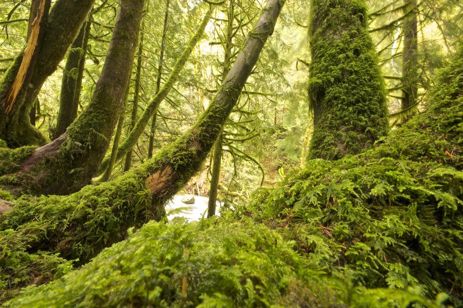 naturaleza, verde, selva, arbol, musgo, paisaje, 
