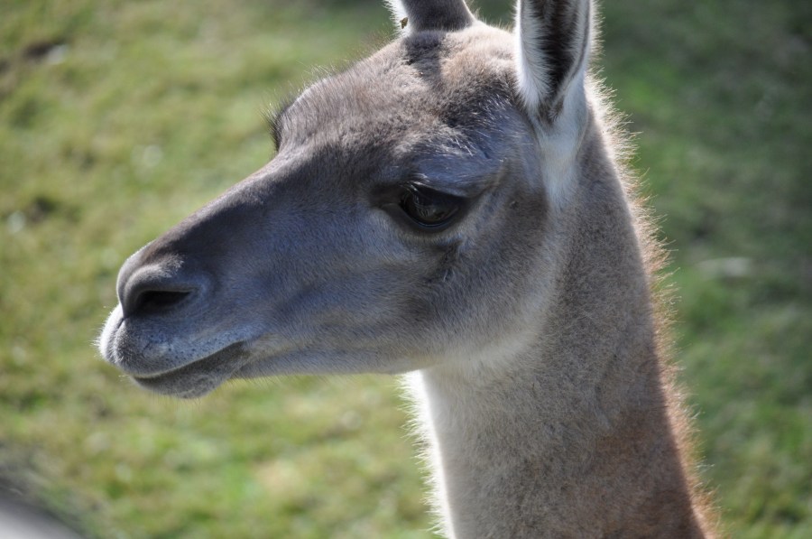 Un Animales,Guanaco,Animal Salvaje,Guanacos,Mamifero,Fauna silvestre,fauna,Zoologia,Zoo,Zoologico