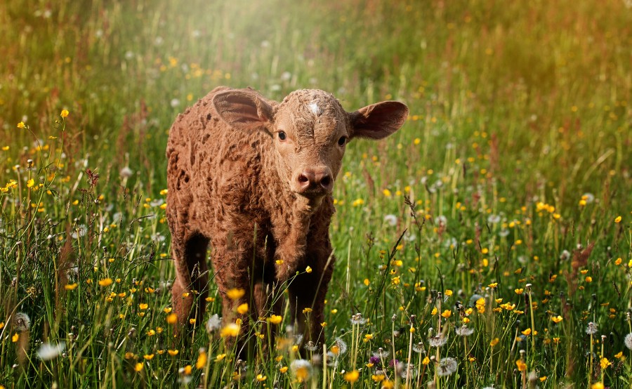 ternero, vaca, hereford, campo, escena rural, animales ternera, 