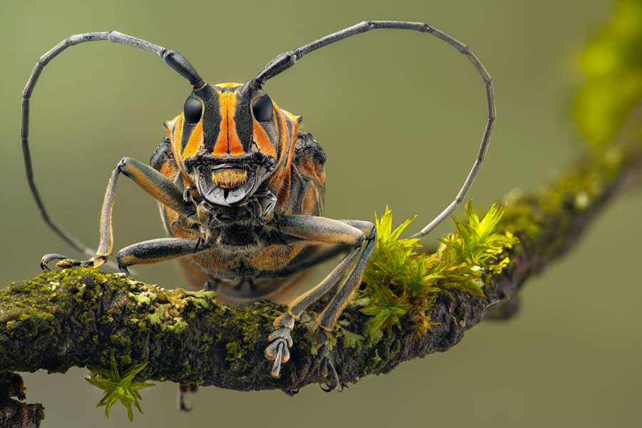 insecto, primer plano, naturaleza, fauna, macro, primer plano, animal, error, ojo, pequeño, salvaje, verano, fauna, natural, detalle, verde, fondo, aislado, negro, cierre, cabeza, antena, depredador, retrato, marrón, piernas, ojos, blanco, de cerca, cara, parásito, peludo, mirando, entomología, amarillo, hoja, uno, hermosa, especies, rezando, mirando a la cámara, vista frontal, biología, avispa, invertebrado, jardín, insectos, polinizador de alas esponjosas
