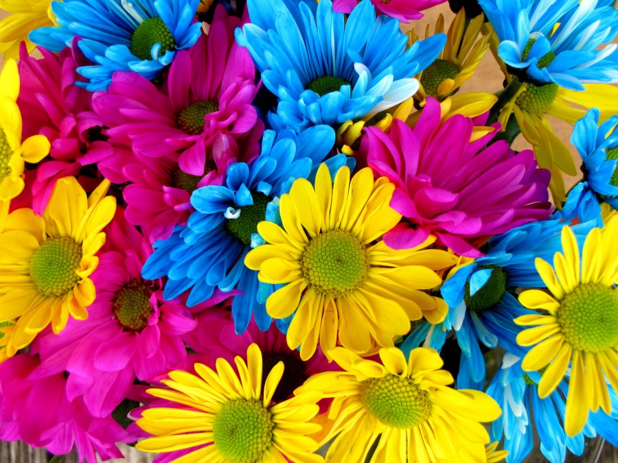margarita, margaritas, colorido, color, fondo, background, flores, flor, colores, amarillo, 