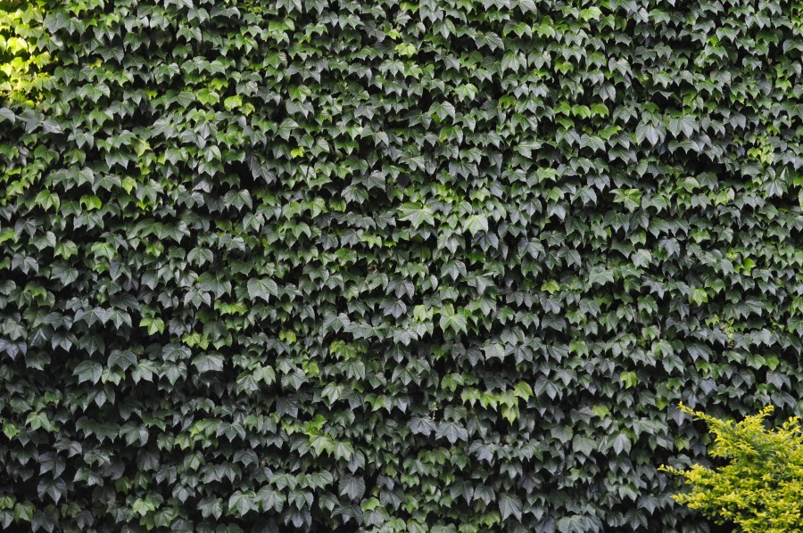 enredadera, fondo, background, verde, planta, vista de frente, naturaleza, paredes, arquitectura, nadie, 