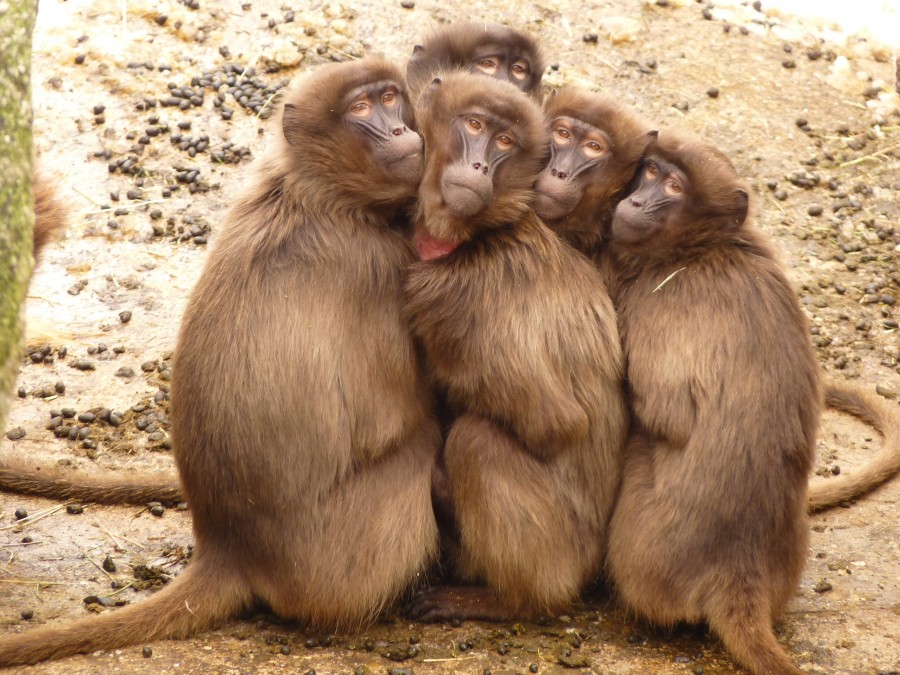 babuinos, mono, mamfero, monos, animales animales, familia, grupo,juntos,calor,calentarse,frio,cinco,india,asia,