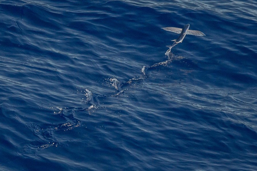 pez volador, pez, mar, volar, vida marina, naturaleza, 
