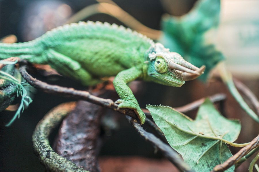 camaleon, verde, reptil, camuflaje, 