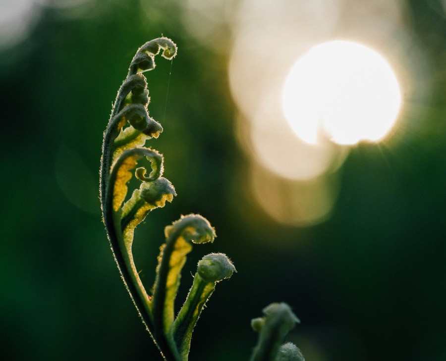 flor, naturaleza, detalle, amanecer, forma, atardecer, crecimiento, 