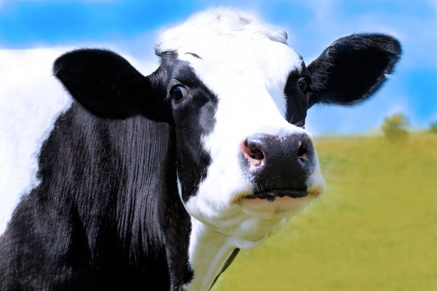 vaca, animales holando, lechera, 