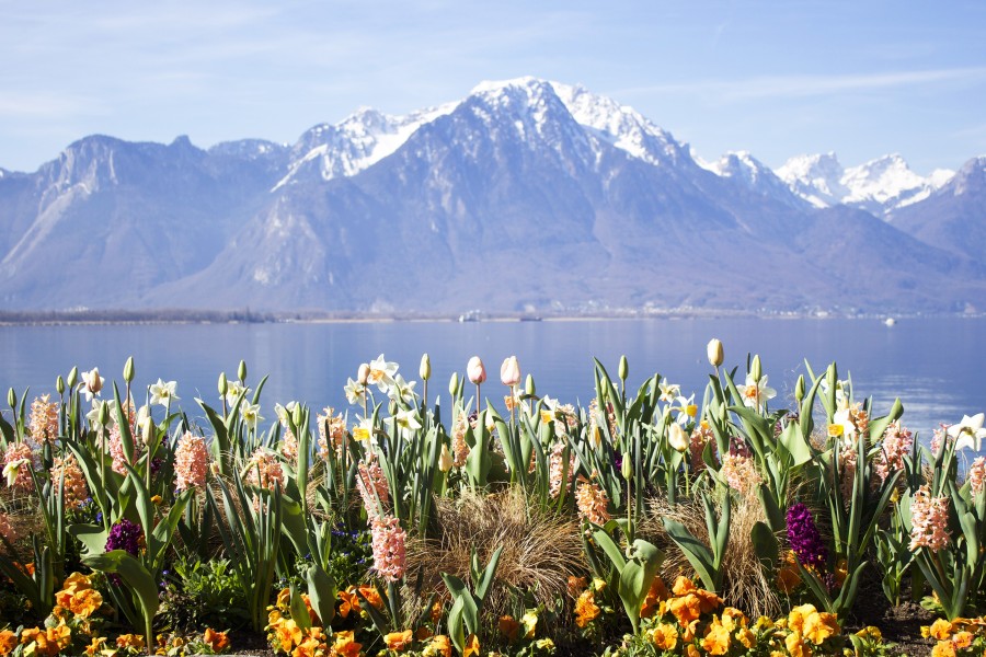 Montreux, suiza, europa, lago, alpes, montañas, paisaje, flores, nevado, primavera, 