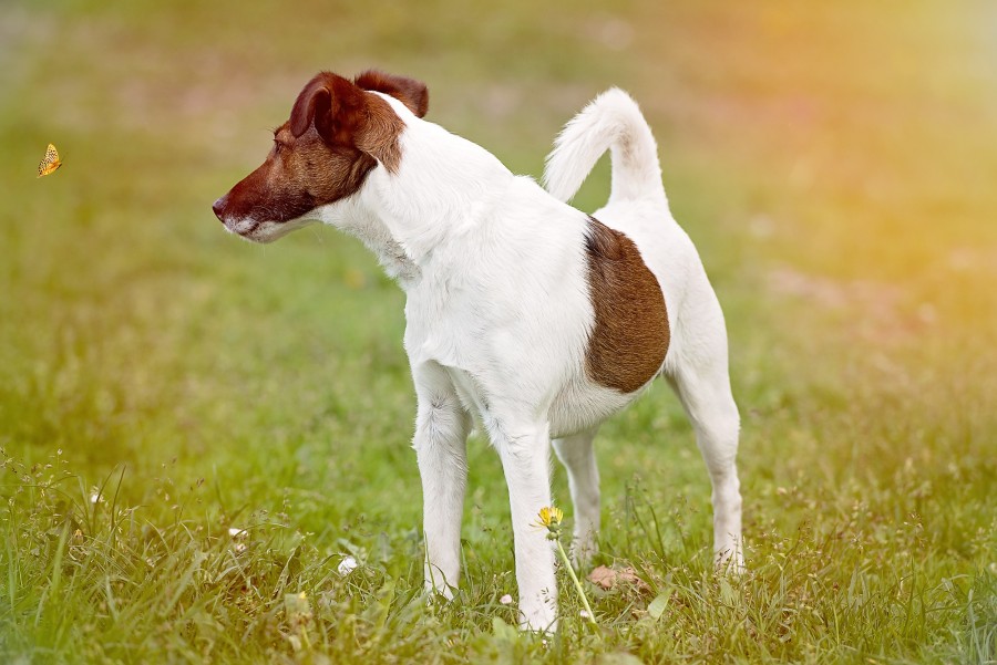 Jack Rusell, perro, mascota, exterior, aire libre, animales 
