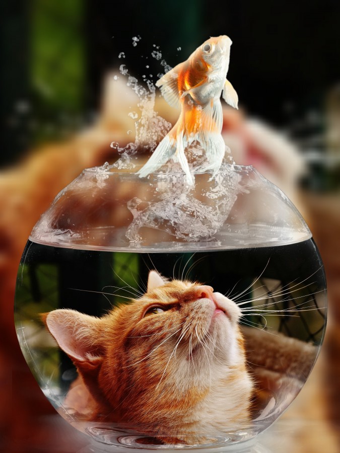 gatito, bebé de gato, animales jóvenes, agresivo, caza, gato, pieles, encantadora, animales, carnívoros, lindo, esponjoso, cabello, bebé, mamífero, pata, mascotas, juguetón, retrato, pura sangre, pequeños, curioso, querido , fotos gratis,  imágenes gratis, Gato doméstico, Cabeza de animales Retrato, Gato melado, Monada, Gatito, Animales, Fotografía, Mirando a la cámara, Animal doméstico, Animal joven, Color, Día, Horizontal, Interior, Mascota, Nadie, Ojo de Animales, Parte del cuerpo animales Temas de animales, Un animales adorable, tierno, mascota, peludo, melena, colores, pelos, rayas, felino, minino, micifuz, michino, madrileño, felido, gatuno