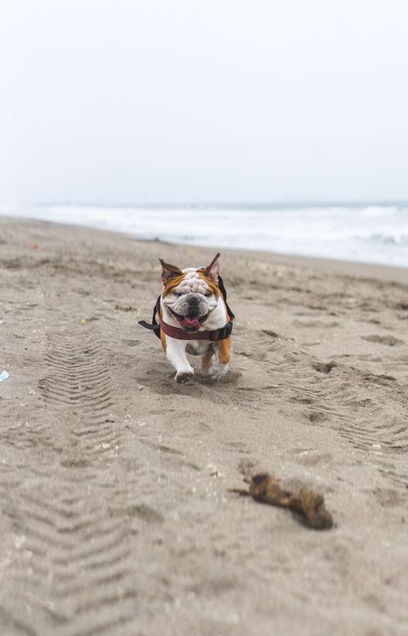 Inglés, Bulldog, correr, playa, verano, mascota, mascota, vitalidad,