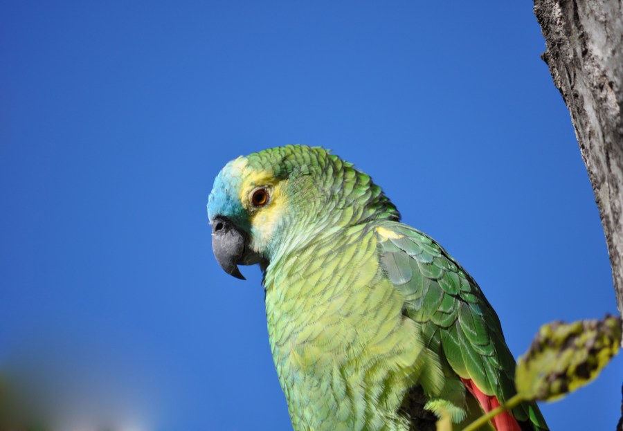 Un Animales, Loro, Lorito, Verde, Ave, Aves
