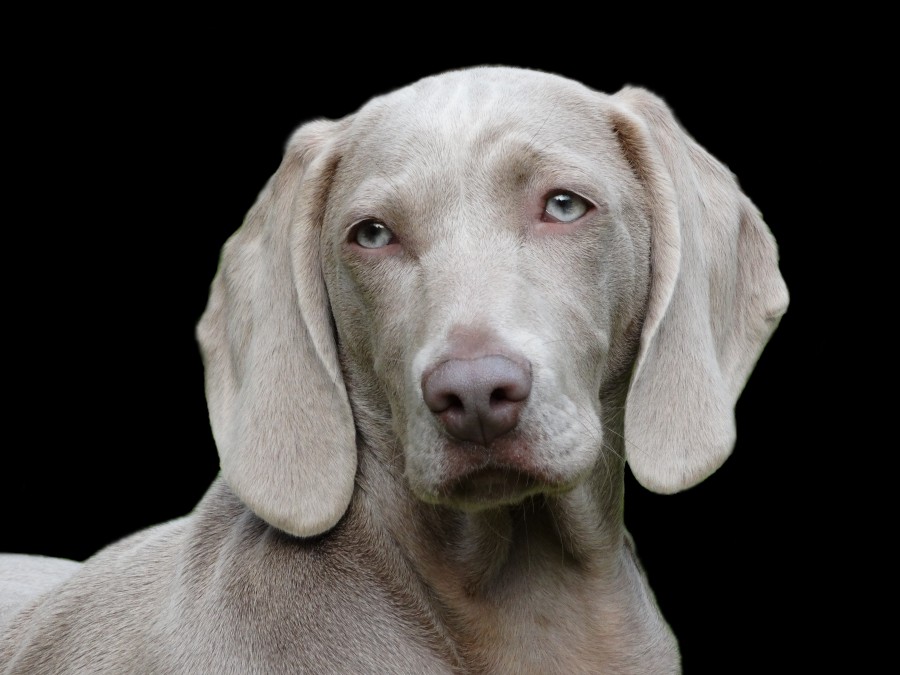 fondo negro,ojos celestes, Mascota, cachorro, Perro, Animales, Monada, Retrato, Recortable, Alegre, Mirando a la cámara, Foto de estudio, Fondo con color, Amarillo, Boca abierta, Color, Despreocupado, Boca de animalesUn animales Fotografía, Parte del cuerpo animales pelaje, melena, pelos, adorable, tierno, dulce, jugueton, amable, amigo, amigo fiel, fidelidad, ternura, animal de compañia, animal domestico, familia, mascotas, animales, razas, pura sangre, mestizos, alegre, simpatico, agradable, mimoso, amoroso, canino, can, sabueso,chucho, tuso, crias, cachorritos, imagenes, imagenes gratis, fotografia, gratis 