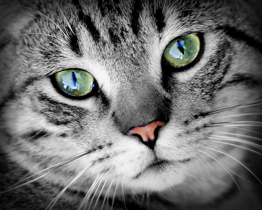 fondo blanco y negro, gris, ojos verdes, fondo de pantalla HD, fondo de pantalla 4k, resolucion 4k, salvapantalla, gatito, bebé de gato, animales jóvenes, agresivo, caza, gato, pieles, encantadora, animales, carnívoros, lindo, esponjoso, cabello, bebé, mamífero, pata, mascotas, juguetón, retrato, pura sangre, pequeños, curioso, querido , fotos gratis,  imágenes gratis, Gato doméstico, Cabeza de animales Retrato, Gato melado, Monada, Gatito, Animales, Fotografía, Mirando a la cámara, Animal doméstico, Animal joven, Color, Día, Horizontal, Interior, Mascota, Nadie, Ojo de Animales, Parte del cuerpo animales Temas de animales, Un animales adorable, tierno, mascota, peludo, melena, colores, pelos, rayas, felino, minino, micifuz, michino, madrileño, félido, gatuno
