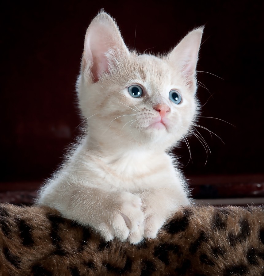 pequeño gato, gatito, blanco, ojos azules, bigotes, mirada gatuna, fondo bordo, gatito, bebé de gato, animales jóvenes, agresivo, caza, gato, pieles, encantadora, animales, carnívoros, lindo, esponjoso, cabello, bebé, mamífero, pata, mascotas, juguetón, retrato, pura sangre, pequeños, curioso, querido , fotos gratis,  imágenes gratis, Gato doméstico, Cabeza de animales Retrato, Gato melado, Monada, Gatito, Animales, Fotografía, Mirando a la cámara, Animal doméstico, Animal joven, Color, Día, Horizontal, Interior, Mascota, Nadie, Ojo de Animales, Parte del cuerpo animales Temas de animales, Un animales adorable, tierno, mascota, peludo, melena, colores, pelos, rayas, felino, minino, micifuz, michino, madrileño, felido, gatuno, fondos de pantalla hd, fondos de pantalla 4k, resolucion 4k, salvapantalla