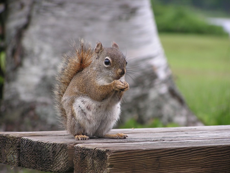 animales ardilla, roedor, vista de frente, exterior, tierno, uno, naturaleza, 