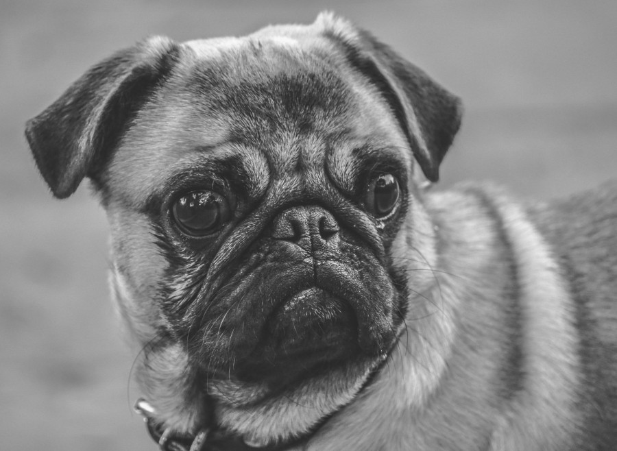 Perro, Mascota, Pug Carlino, Blanco y Negro, Animal