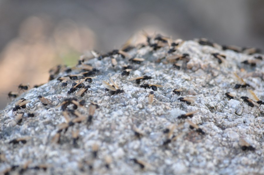 Plaga, Insecto, Insectos, Hormiga, Voladora, Mucho, Muchos, Naturaleza, 