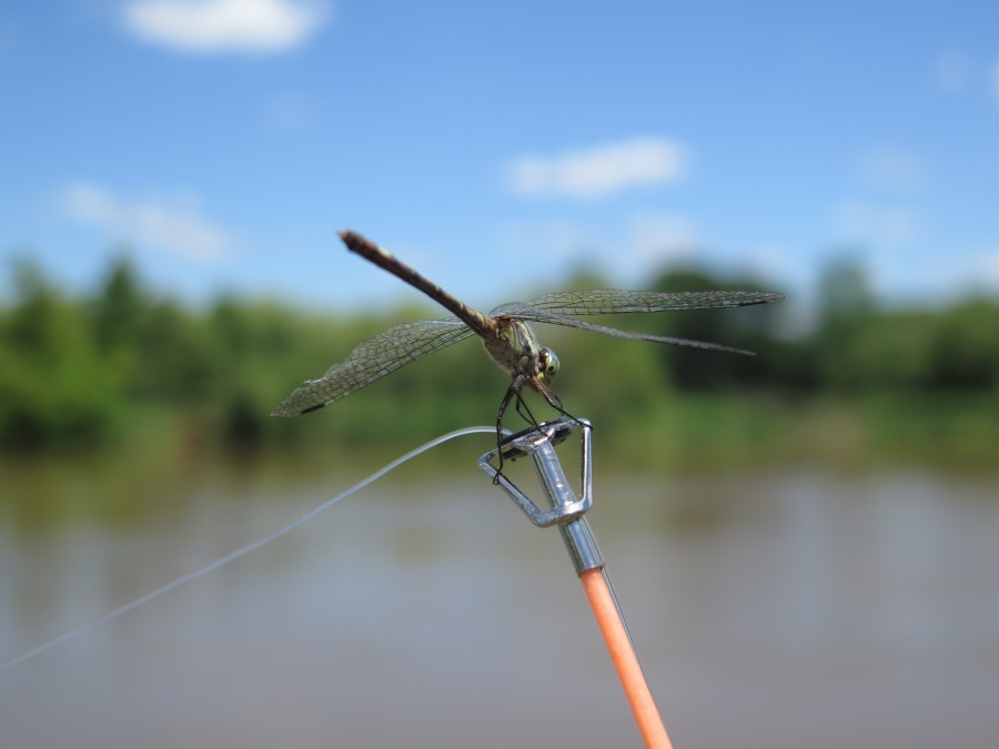 libelula, primer plano, detalle, insecto, naturaleza, pesca, caña de pescar, 
