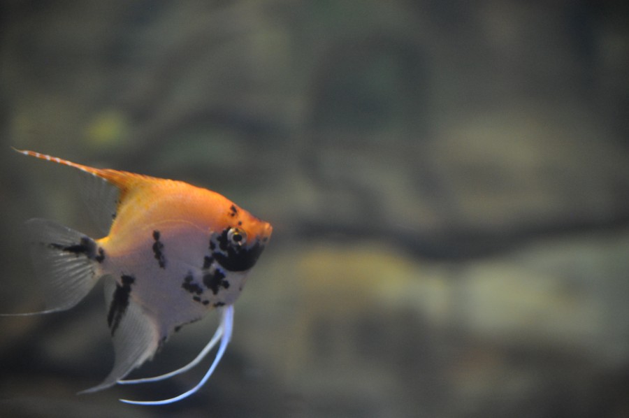 pequeño, pez, peces, acuario, pecera, mar, especies exóticas, colores vividos, manchas, nadando, bajo el agua