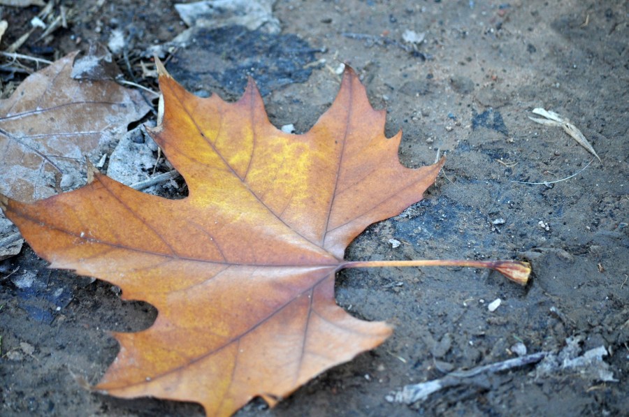 Hoja, Hojas, Otoño, Otoñal