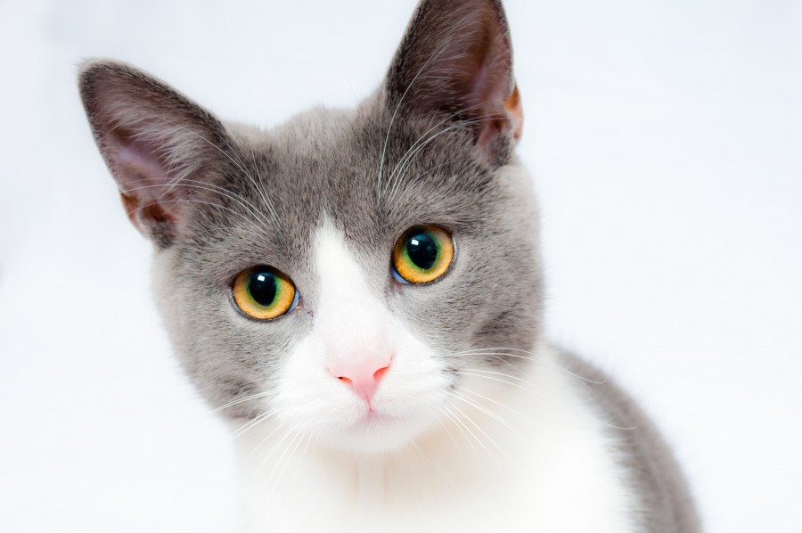 gatito, bebé de gato, animales jóvenes, agresivo, caza, gato, pieles, encantadora, animales, carnívoros, lindo, esponjoso, cabello, bebé, mamífero, pata, mascotas, juguetón, retrato, pura sangre, pequeños, curioso, querido , fotos gratis,  imágenes gratis, Gato doméstico, Cabeza de animales Retrato, Gato melado, Monada, Gatito, Animales, Fotografía, Mirando a la cámara, Animal doméstico, Animal joven, Color, Día, Horizontal, Interior, Mascota, Nadie, Ojo de Animales, Parte del cuerpo animales Temas de animales, Un animales adorable, tierno, mascota, peludo, melena, colores, pelos, rayas, felino, minino, micifuz, michino, madrileño, felido, gatuno