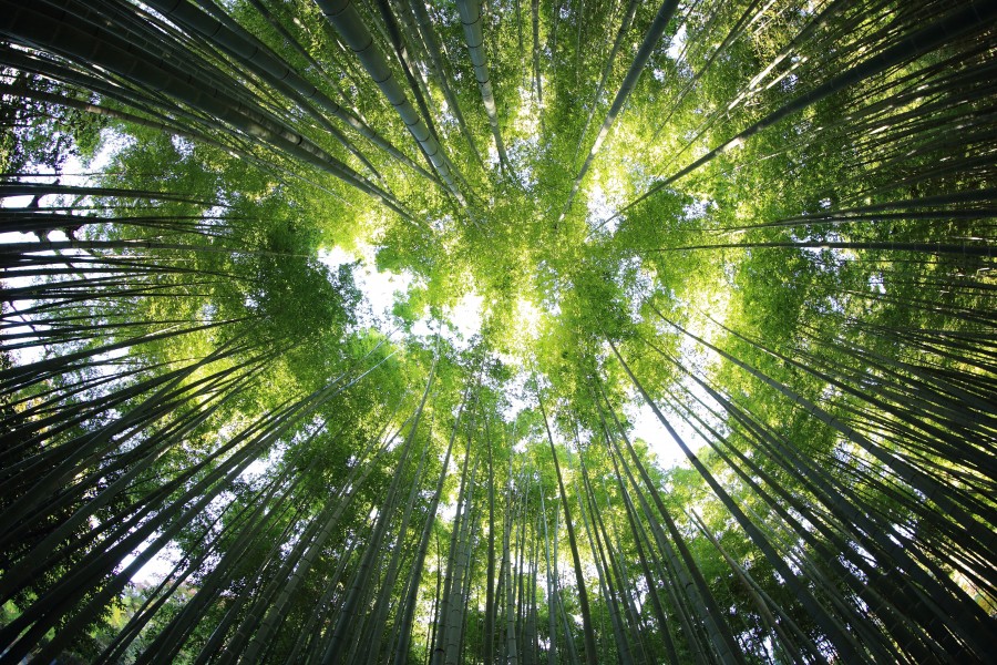 bambu, caña, bosque, nadie, fondo, background, verde, naturaleza, 