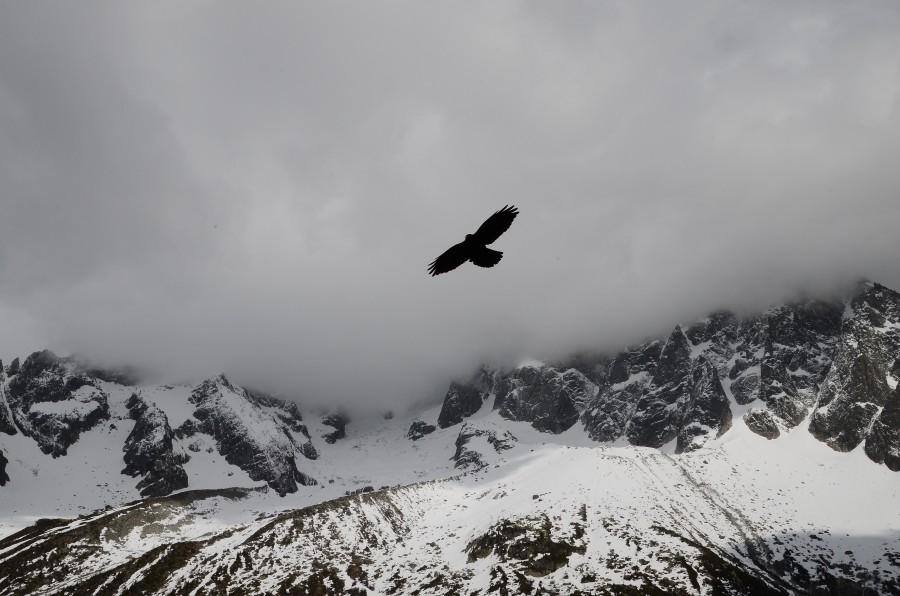 blanco y negro, cielo, nube, nublado, invierno, halcon, ave, volando, volar, montaña, montañas, paisaje, nieve, nevado, 