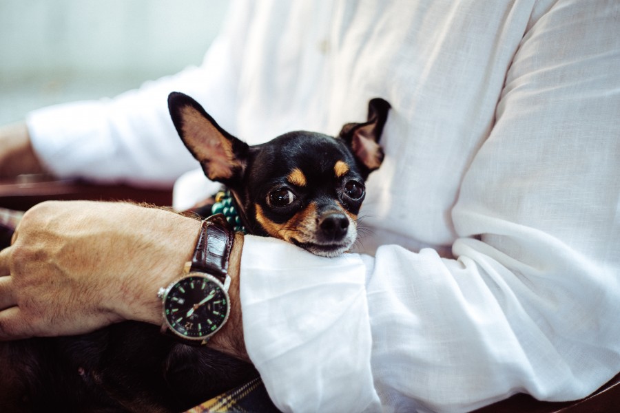 hombre, una persona, mascota, animales perro, Chihuahueño, chihuahua, pequeño, simpatico, tierno, reloj, 